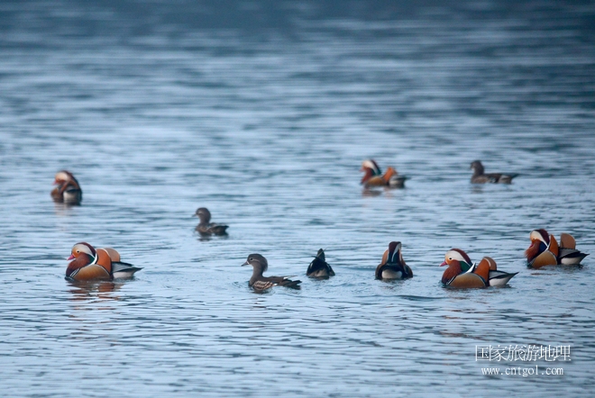 進入初冬，大批野生鴛鴦陸續(xù)飛抵江西婺源縣賦春鎮(zhèn)鴛鴦湖越冬，小精靈們在湖面上或相互依偎、卿卿我我；或隨波逐流、嬉戲打鬧，悠閑自在生活在青山綠水之間，優(yōu)良的水域和豐富的湖畔闊葉林，為鴛鴦過冬提供良好生存環(huán)境，婺源鴛鴦湖已成為亞洲最大的野生鴛鴦越冬棲息地。（攝于12月4日下午）